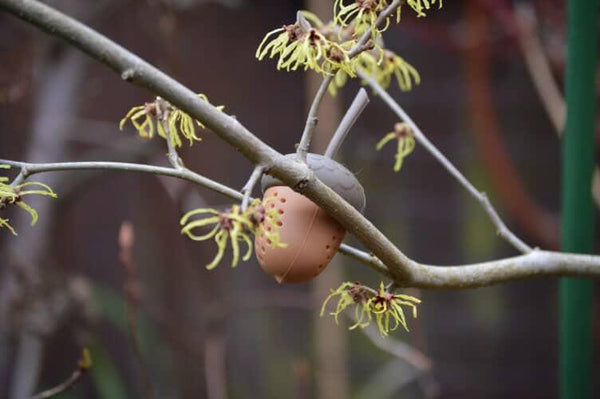 Scentwork acorn in tree
