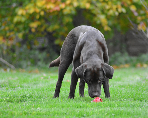 Classic Red Kong