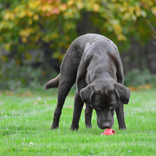 Classic Red Kong